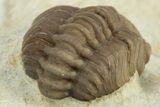 Enrolled Paciphacops Trilobite - Black Cat Mountain, Oklahoma #241430-3